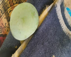 Raw Mango for sale in Saharanpur