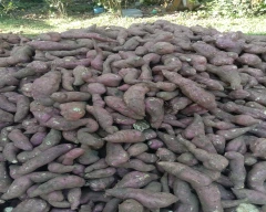 Normal Sweet Potato for sale in Kodagu