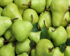 Normal Pear for sale in Doda