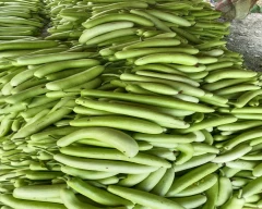 Normal Bottle Gourd for sale in Karnal