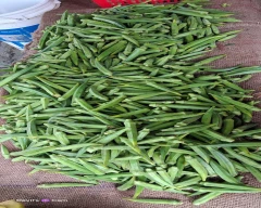 Normal Ladys Finger for sale in Parbhani