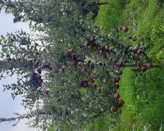 Royal Apple for sale in Mandi