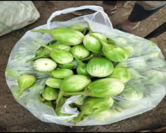 Normal Brinjal for sale in Damoh
