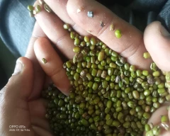 B Grade Quality Moong Dal for sale in Bulandshahr