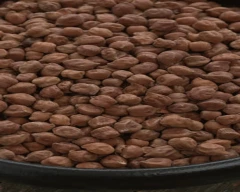 Normal Chana for sale in Seoni