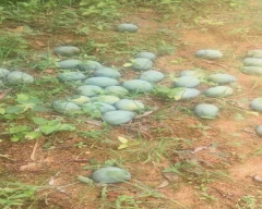 Neelam Mango for sale in Dindigul