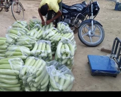 Normal Bottle Gourd for sale in Lucknow