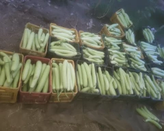 Normal Bottle Gourd for sale in Saharanpur