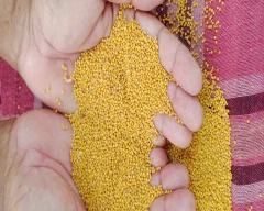 Yellow Mustard for sale in Uttar Dinajpur