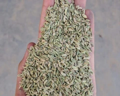 Normal Fennel Seeds for sale in Ahmedabad