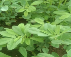Normal Fenugreek Leaves for sale in Ahmednagar