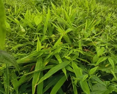 B Grade Quality Dried Ginger for sale in Mysuru