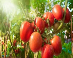 Organic Tomato for sale in Chamba