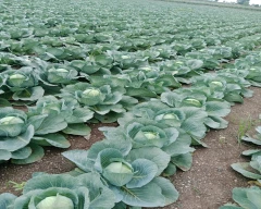 A Grade Quality Cabbage for sale in Nashik