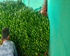 Normal Capsicum for sale in Akola