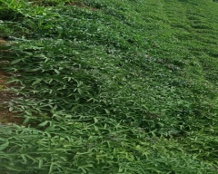 Normal Sweet Potato for sale in Mysuru