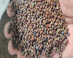 Seed Dhaincha for sale in Barmer