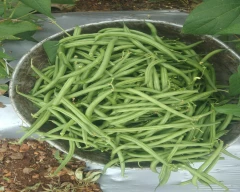 Normal French beans for sale in Aurangabad
