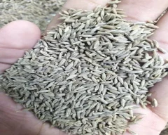Black Jeera for sale in Guntur