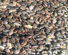 Normal Pumkin seed for sale in Hanumangarh
