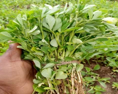 Other Fenugreek for sale in Dhar