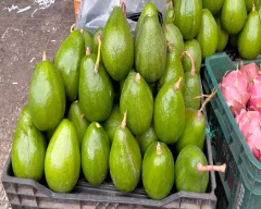 Normal Avocado for sale in Bengaluru Urban