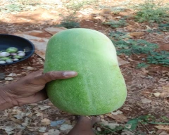 Other Pumpkin for sale in Theni
