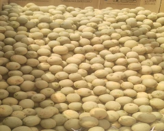 Hybrid Muskmelon for sale in Chittoor