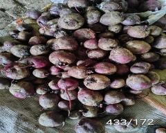 Normal Beetroot for sale in Indore