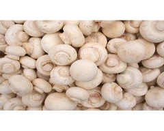 Normal Mushroom for sale in Bijnor