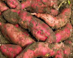 Normal Sweet Potato for sale in Mysuru