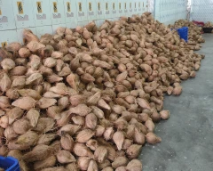 Normal Coconut for sale in Visakhapatnam