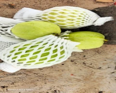 VNR Guava for sale in Solapur