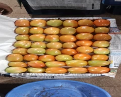 A Grade Quality Tomato for sale in Nashik