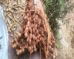 Normal Dried Ginger for sale in Mysuru
