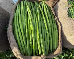 PKM-1 Drumstick for sale in Bengaluru Rural