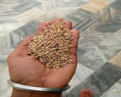 Normal Cluster Beans for sale in Churu