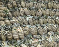 A Grade Quality Pineapple for sale in Ernakulam