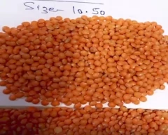 Normal Masoor Dal for sale in Kolkata