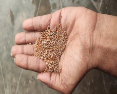 A Grade Quality Ragi for sale in Bengaluru Urban