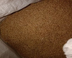 White Jowar for sale in Solapur