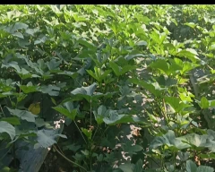 Normal Ladys Finger for sale in Gorakhpur