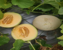 Hybrid Muskmelon for sale in Chittoor