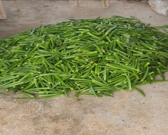 Normal Ladys Finger for sale in Bilaspur