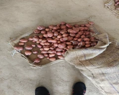 Normal Cherry for sale in Barabanki