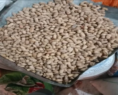 B Grade Quality Groundnut for sale in Korba