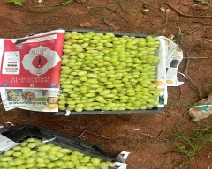 Normal Grapes for sale in Chikballapur