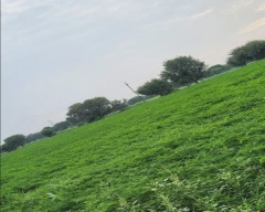 Seed Dhaincha for sale in Ajmer