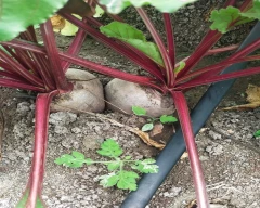 Normal Beetroot for sale in Tirupur
