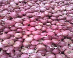 A Grade Quality Onion for sale in Nashik